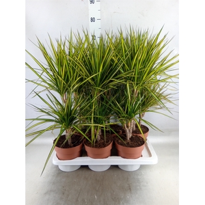 Dracaena marg. 'Sunray'