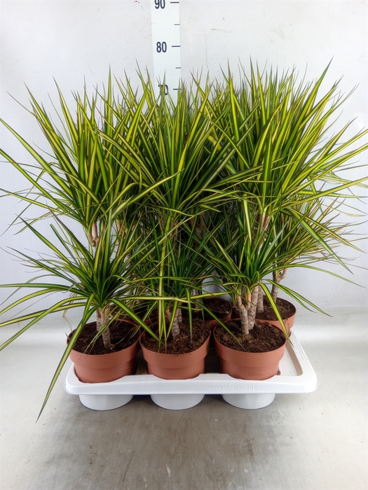 <h4>Dracaena marg. 'Sunray'</h4>