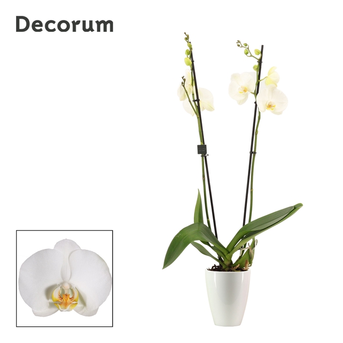 <h4>Phalaenopsis 2 tak 16+ wit in Carly wit (Deco-collection)</h4>