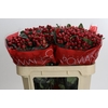 Hypericum True Romance