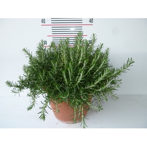 Rosmarinus officinalis 'Prostratus'