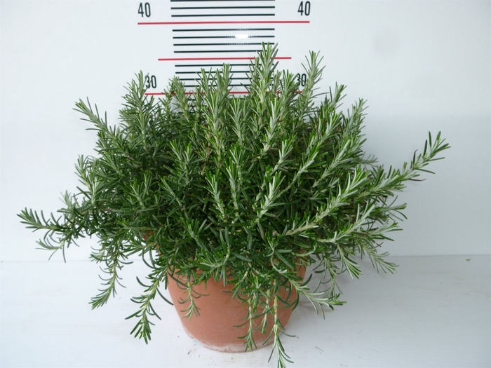<h4>Rosmarinus officinalis 'Prostratus'</h4>
