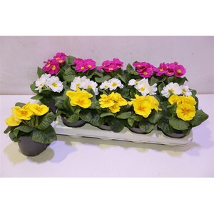 arr8 Prim Acaulis Gemengd