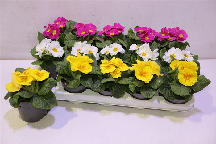 <h4>Prim Acaulis Gemengd</h4>