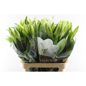 Li Lf Watch Up 1 Kop