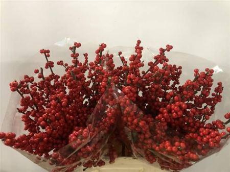 <h4>Ilex Ve Rode Bes</h4>