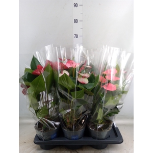 Anthurium   ...mix