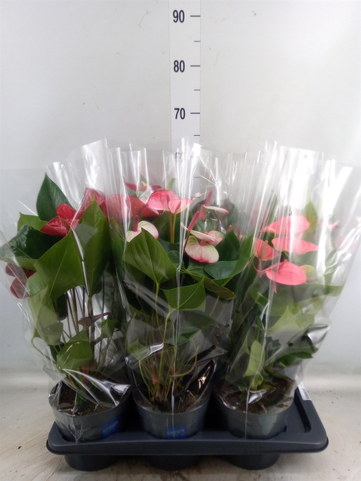 <h4>Anthurium   ...mix</h4>