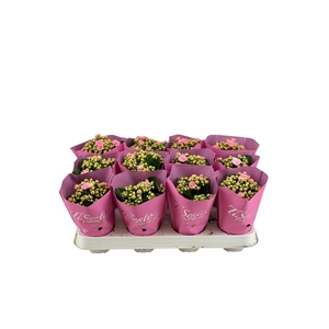 KAL GE PERFECTA ROSA
