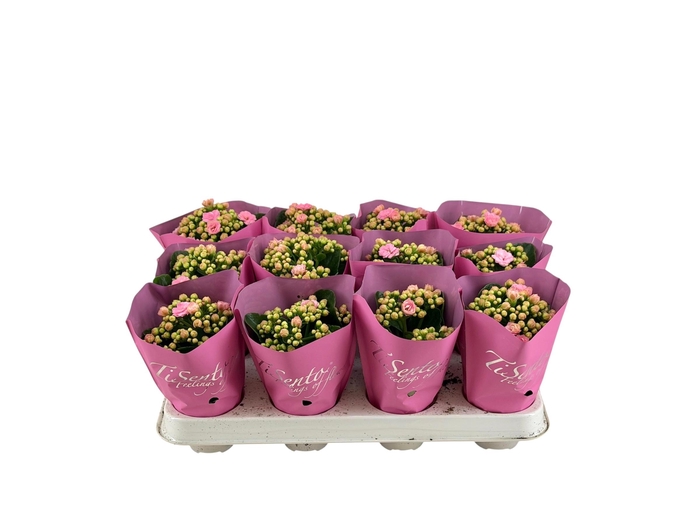 <h4>KAL GE PERFECTA ROSA</h4>