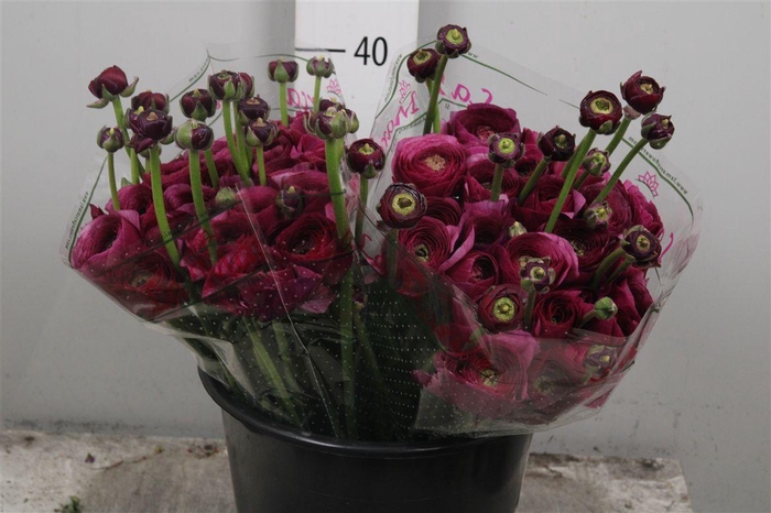 <h4>Ran Cl Su Renoir Ex</h4>