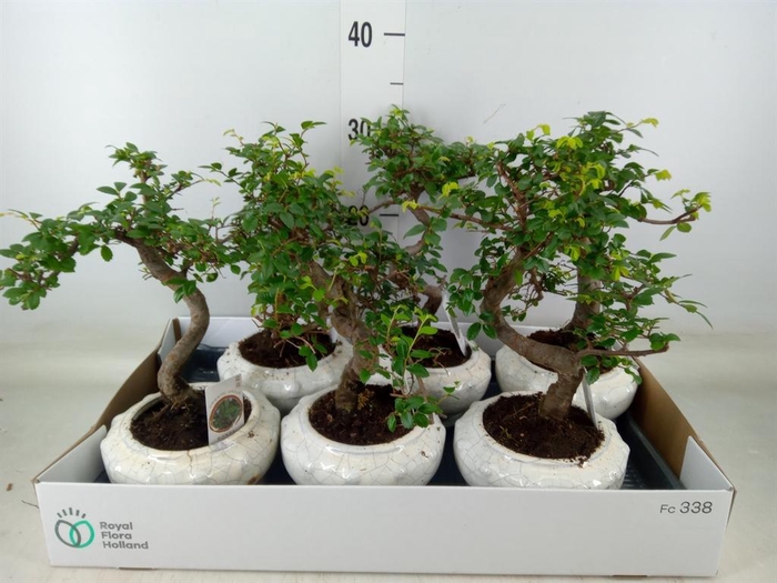 <h4>Bonsai   ...mix</h4>