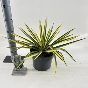 Yucca filamentosa 'Color Guard'