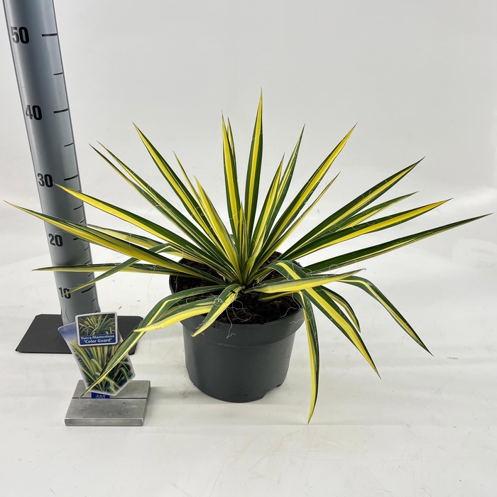 <h4>Yucca filamentosa 'Color Guard'</h4>