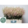 Astilbe Europa Roze