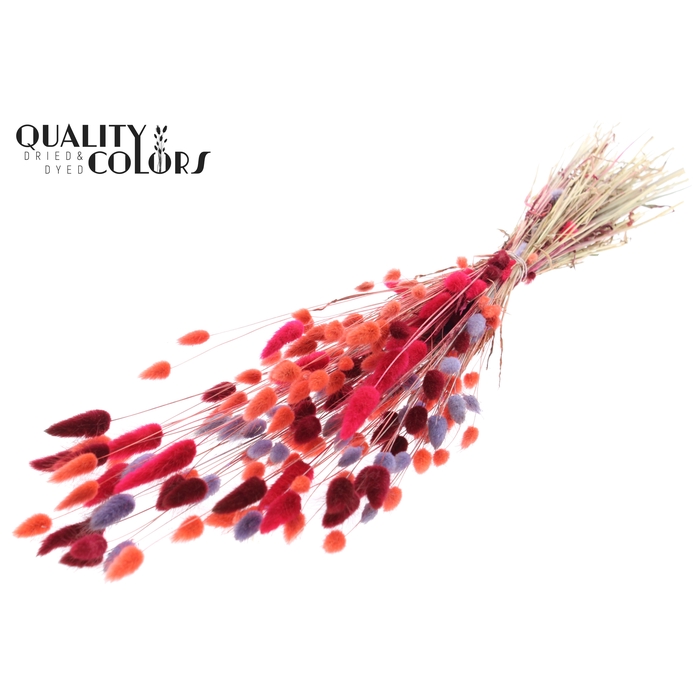 <h4>Lagurus per bunch Colourful 9</h4>