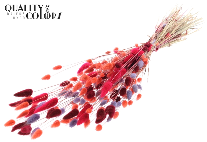Lagurus per bunch Colourful 9
