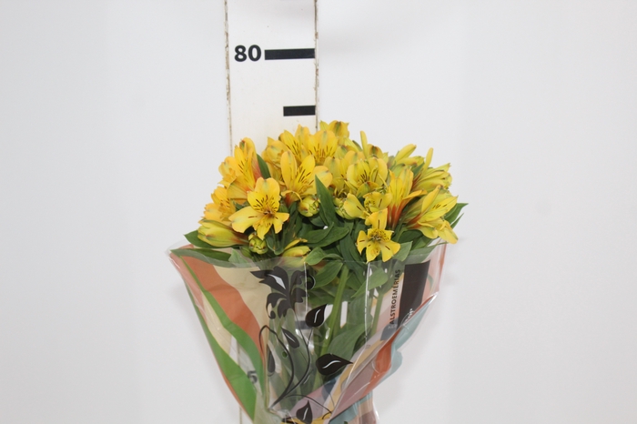 <h4>ALSTROEMERIA CARIBBEAN 070 CM</h4>