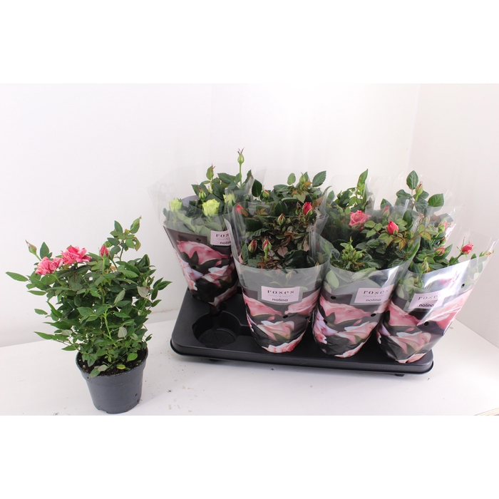 <h4>RO PATHIT GEM 4 SRT</h4>