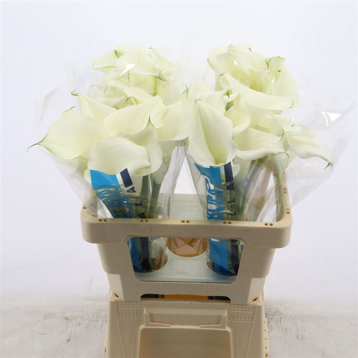 <h4>Calla Pure Art</h4>