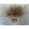 Allium Schubertii