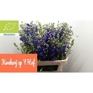 Delph Ridder Dark Blue GE Op Hof