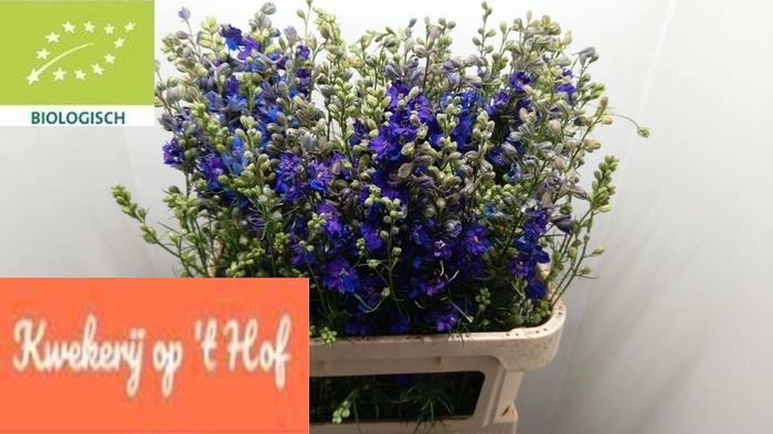 <h4>Delph Ridder Dark Blue GE Op Hof</h4>