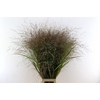 Siergras Panicum Vi Squaw