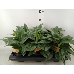Schismatoglottis scortechinii