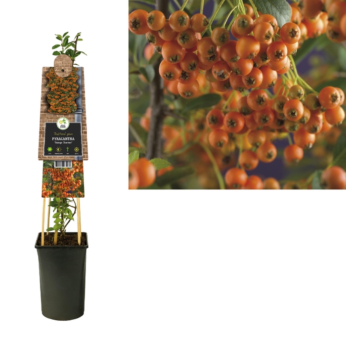 <h4>Pyracantha Orange Charmer</h4>