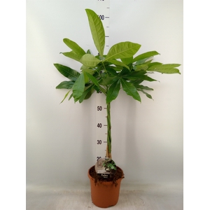 Pachira aquatica
