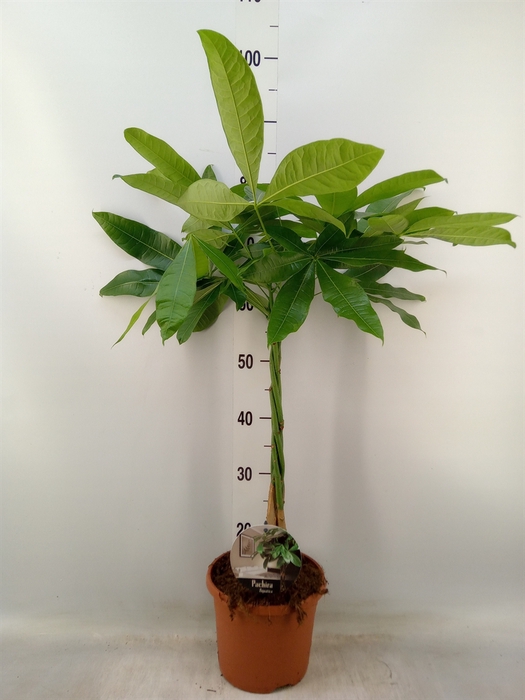 <h4>Pachira aquatica</h4>