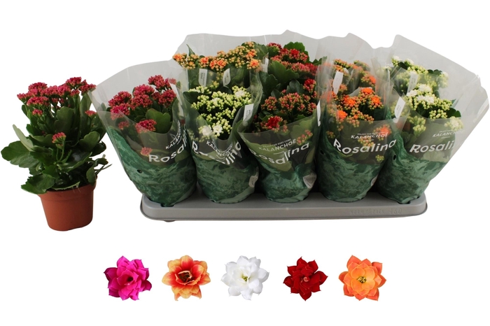 <h4>KAL GE RO GEM 5 KL</h4>