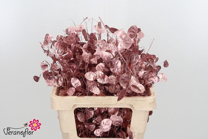 <h4>SNIJBL OV KLB H% BS</h4>