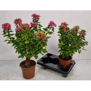 BOUGAINV OV