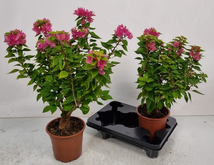 <h4>BOUGAINV OV</h4>