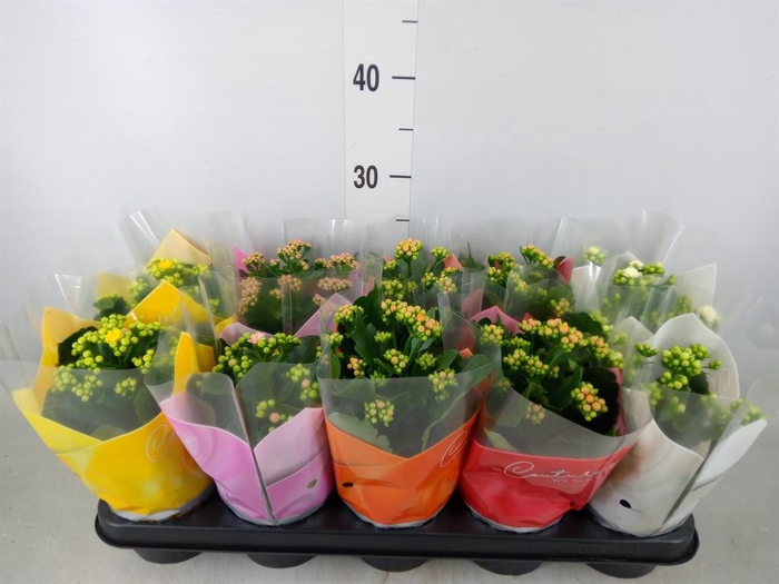 <h4>Kalanchoe blos.   ..rosebud mix  5</h4>