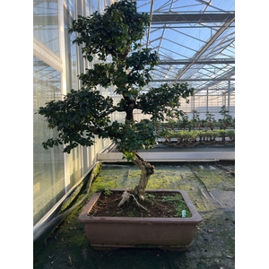 Carmona macrophylla, 51cm., shape , height 105cm.