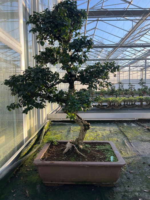 <h4>Carmona macrophylla, 51cm., shape , height 105cm.</h4>