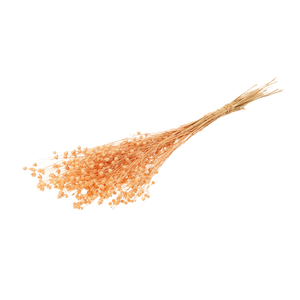 Linum Coral Misty