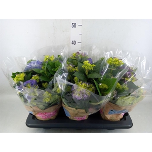 Hydrangea mac. 'Early Blue'