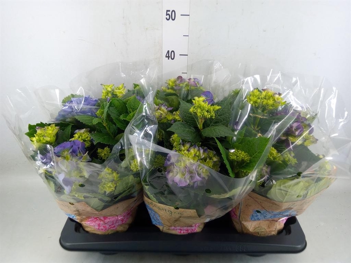 <h4>Hydrangea mac. 'Early Blue'</h4>