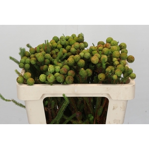 Kaaps Groen Baubles