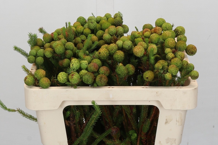 <h4>Kaaps Groen Baubles</h4>
