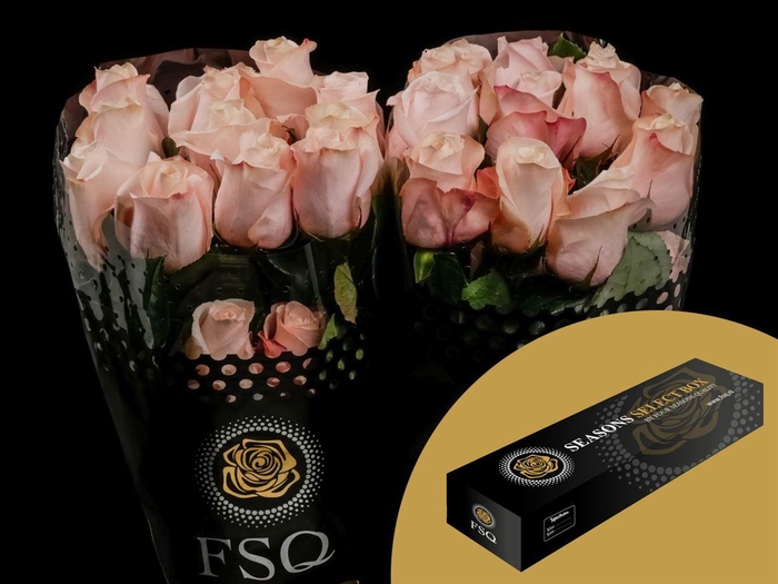 <h4>R GR Pomarosa Box</h4>