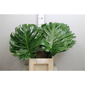 Monstera Blad 45cm