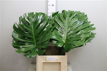 <h4>Monstera Blad 45cm</h4>