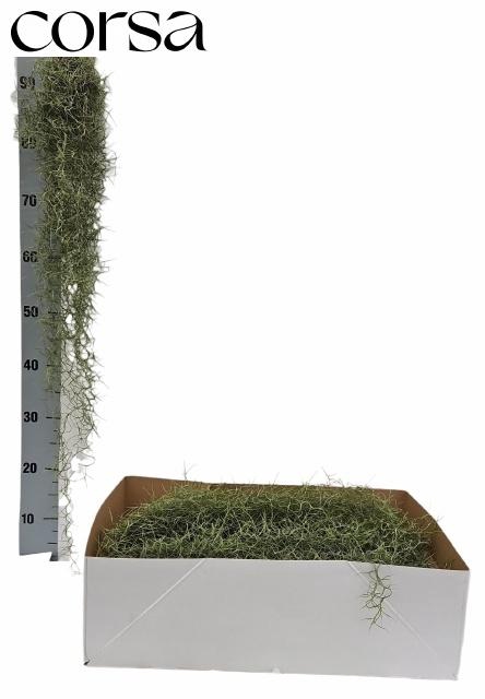 <h4>TILL USNEOIDES</h4>