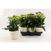Kalanchoe