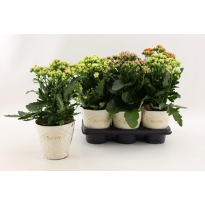 Kalanchoe